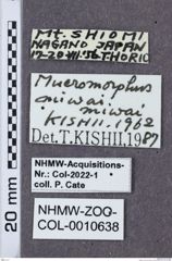 Etikette zu Mucromorphus miwai (NHMW-ZOO-COL-0010638)